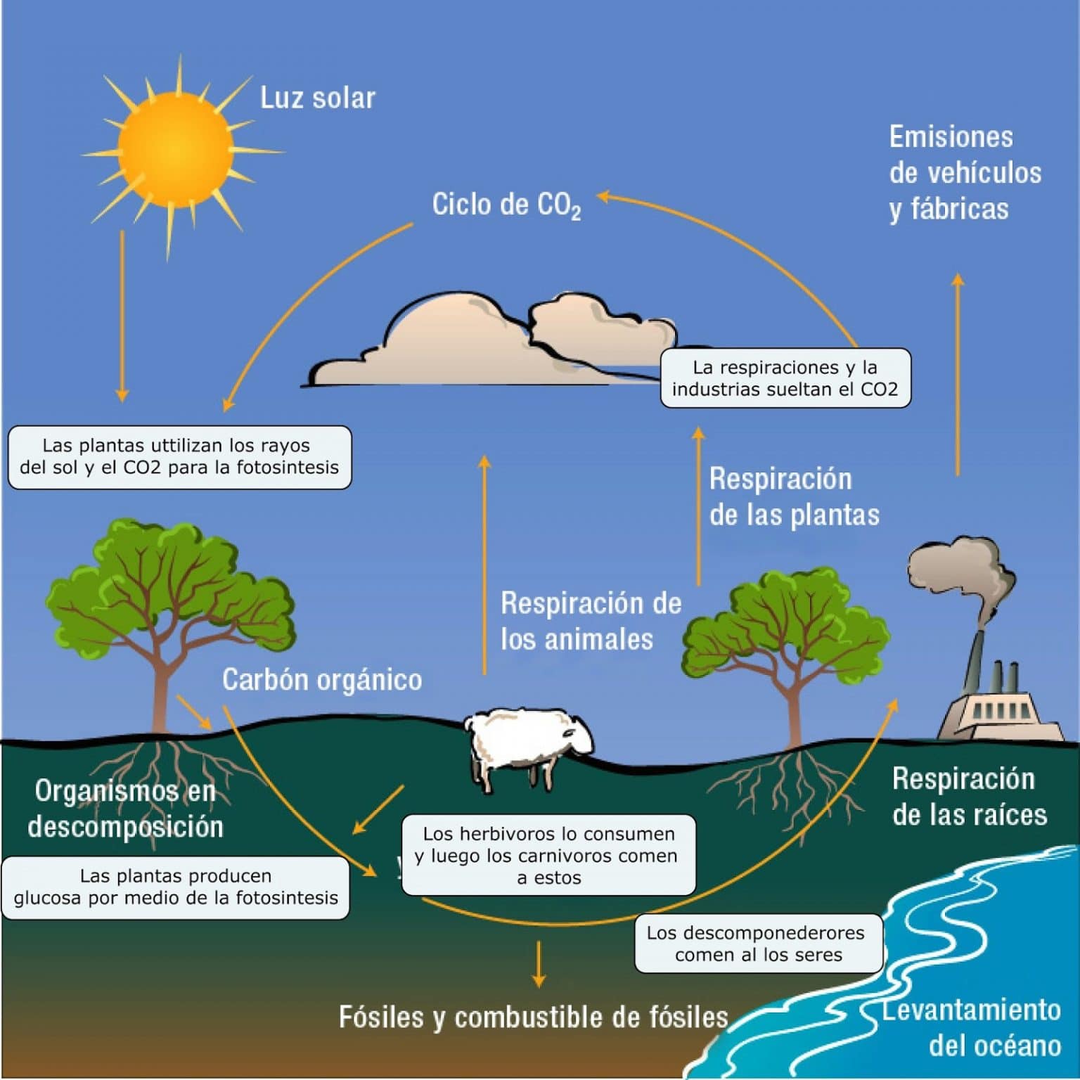 Ciclo Del Carbono Fases Tipos Y Características