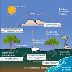 ciclos del carbono
