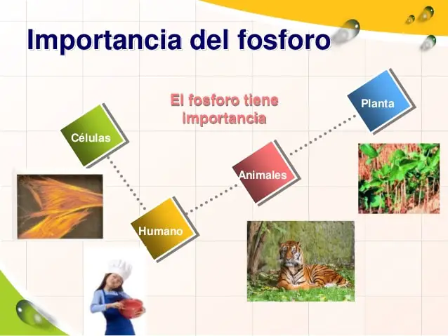 Ciclo Del Fósforo Definición Etapas Y Características 9569