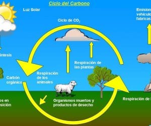 Partes del Ciclo del Carbono
