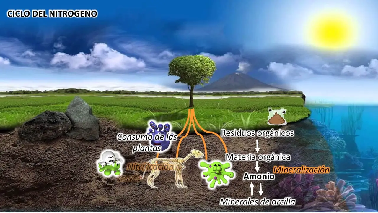 Tipos de ciclos biogeoquímicos