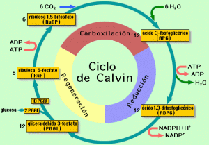 Etapas del ciclo de Calvin